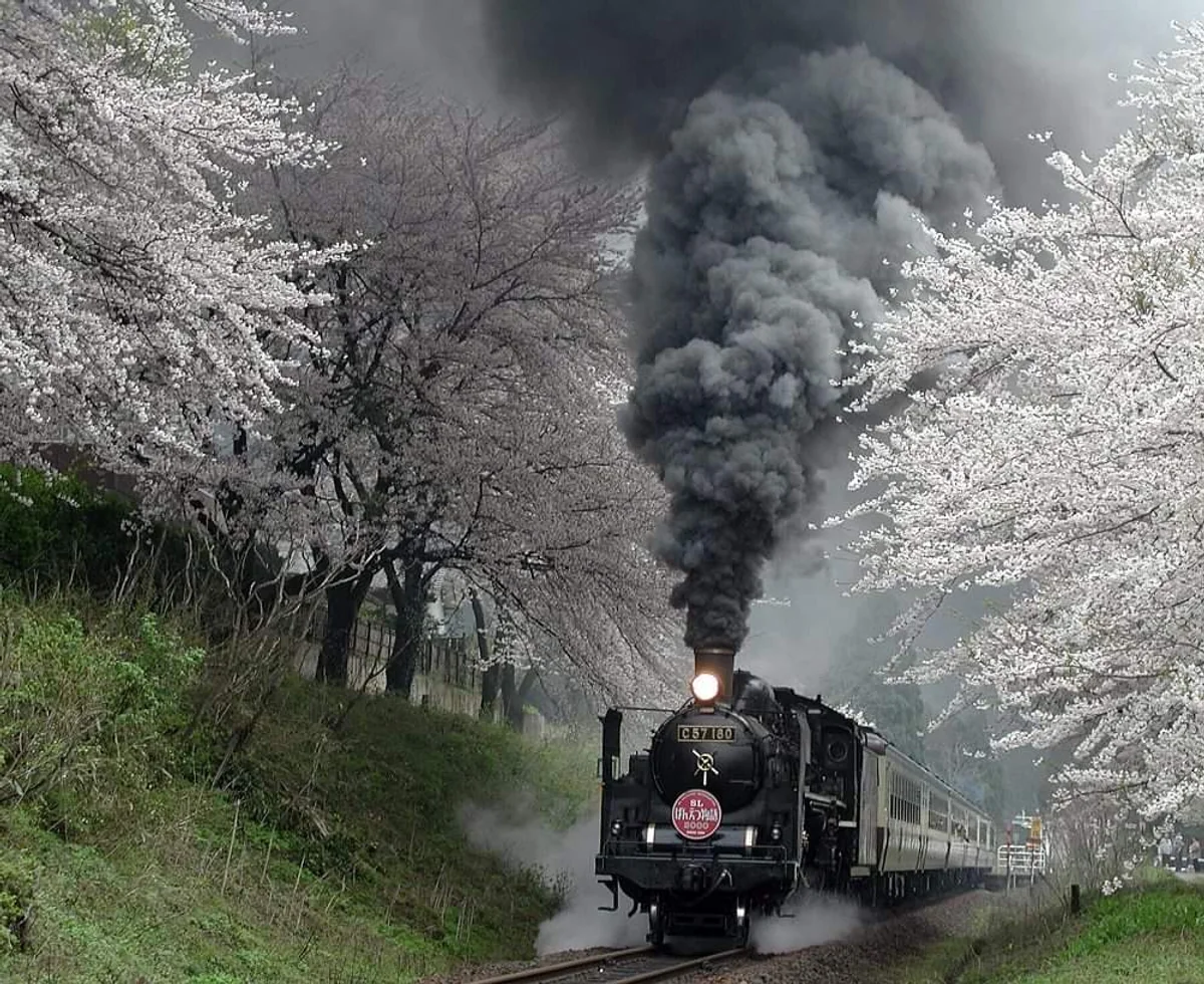 投稿写真：桜のSLばんえつ物語
