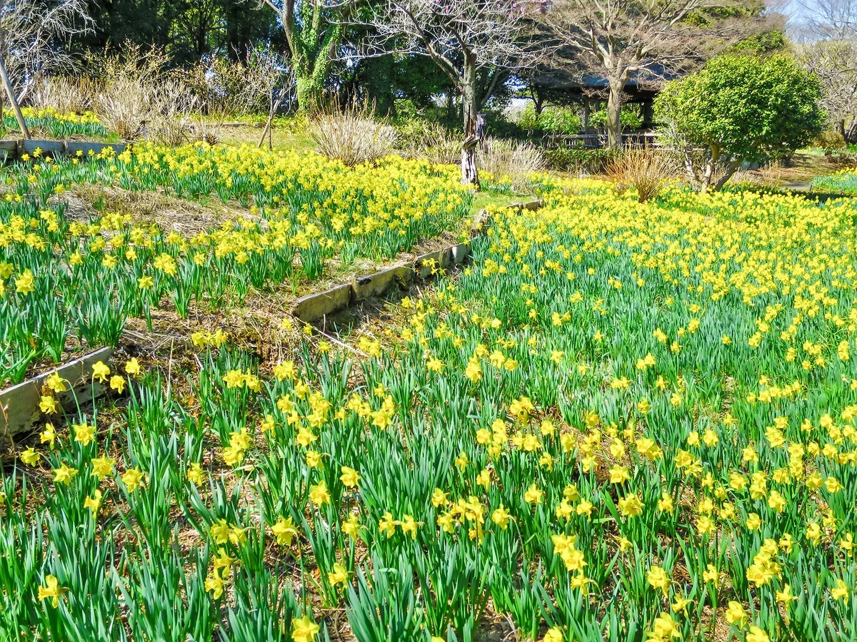投稿写真：一面のヨウズイセン