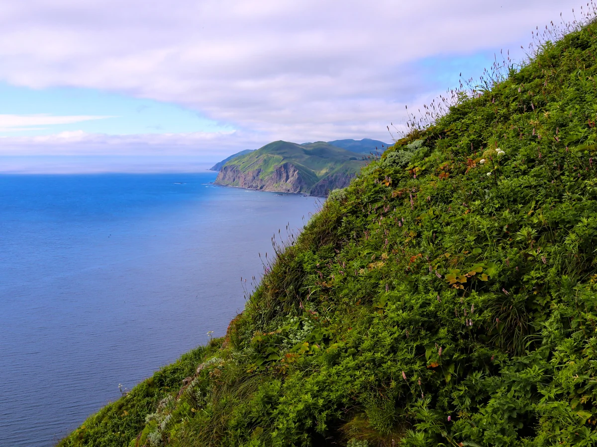投稿写真：花の浮島