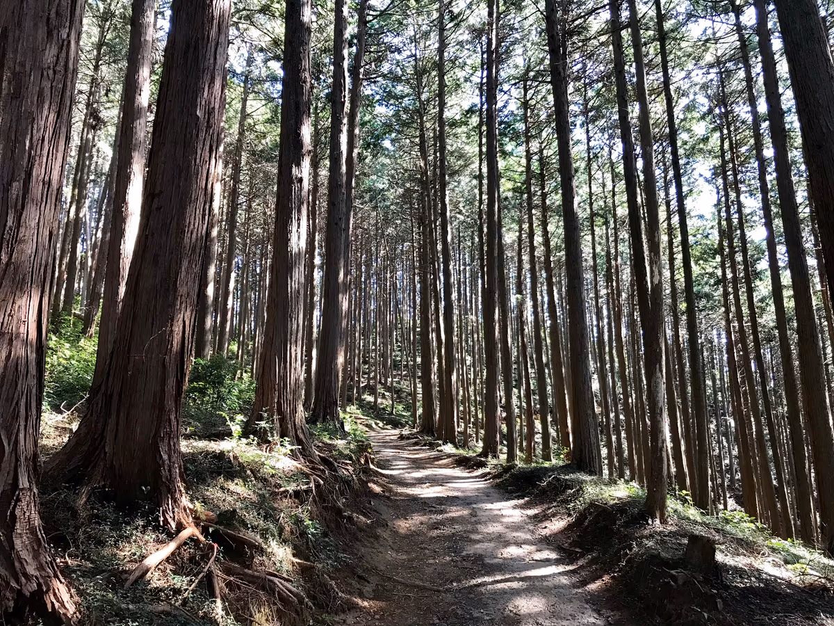 投稿写真：日和田山へ向かう山道