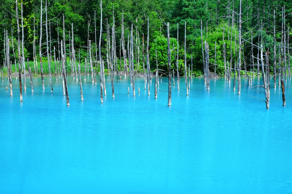 投稿写真：アクアブルーの「青い池」