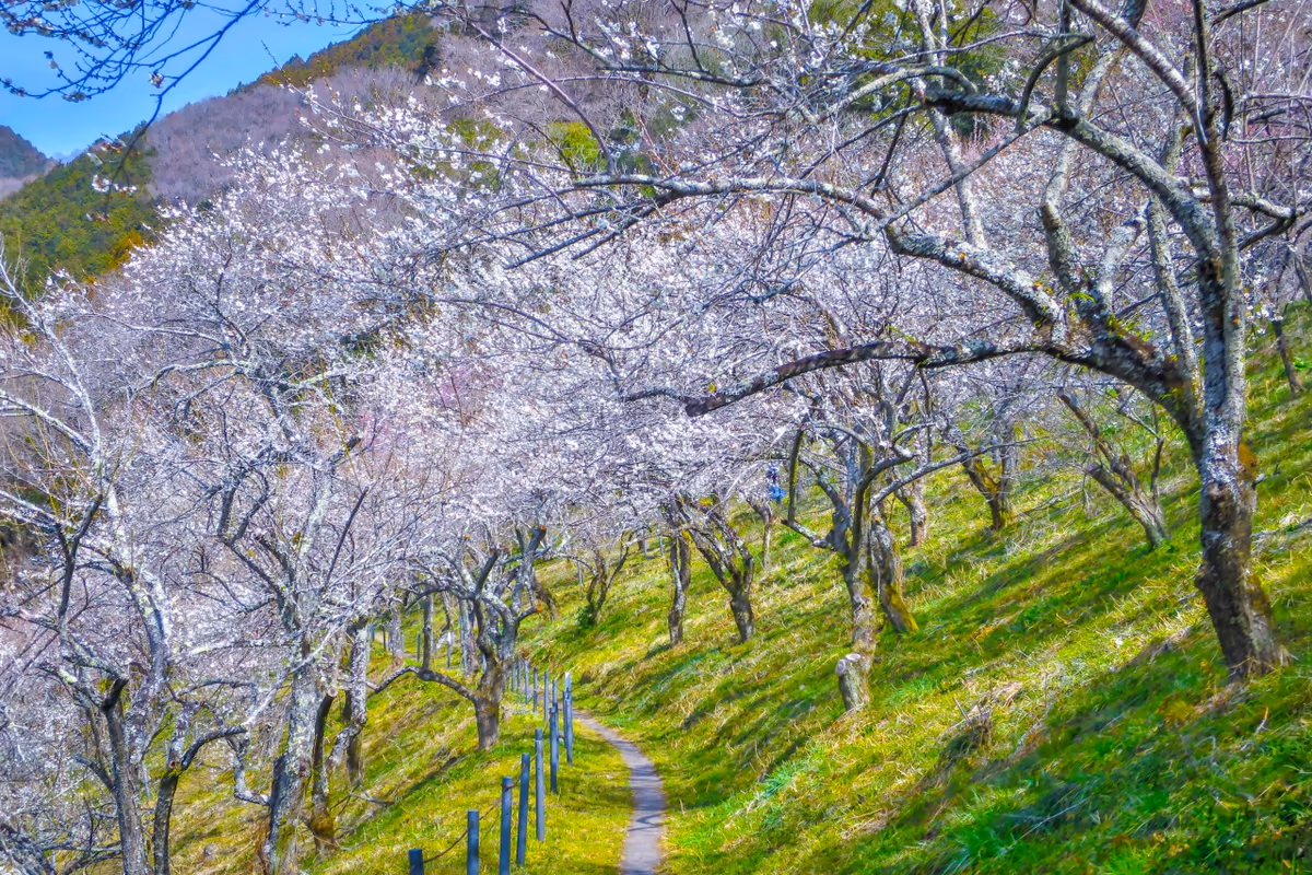 投稿写真：梅林の散歩道