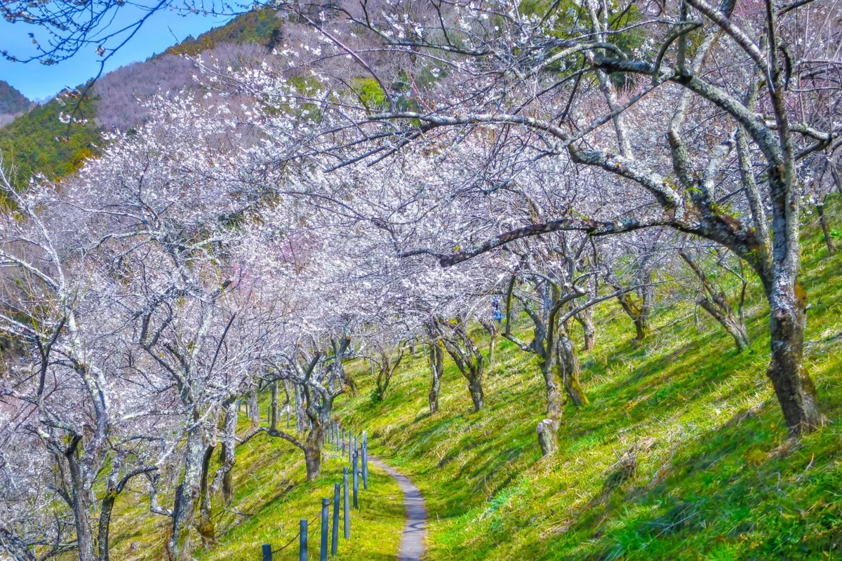 投稿写真：梅林の散歩道