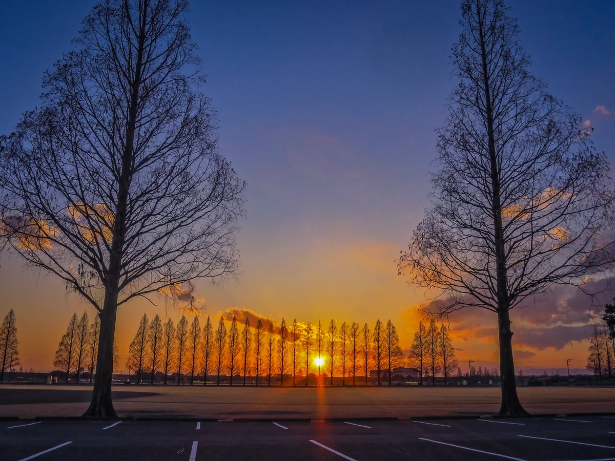 投稿写真：メタセコイア並木サンセット