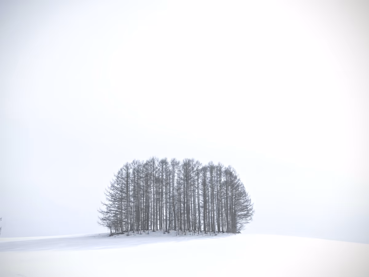 投稿写真：マイルドセブンの木
