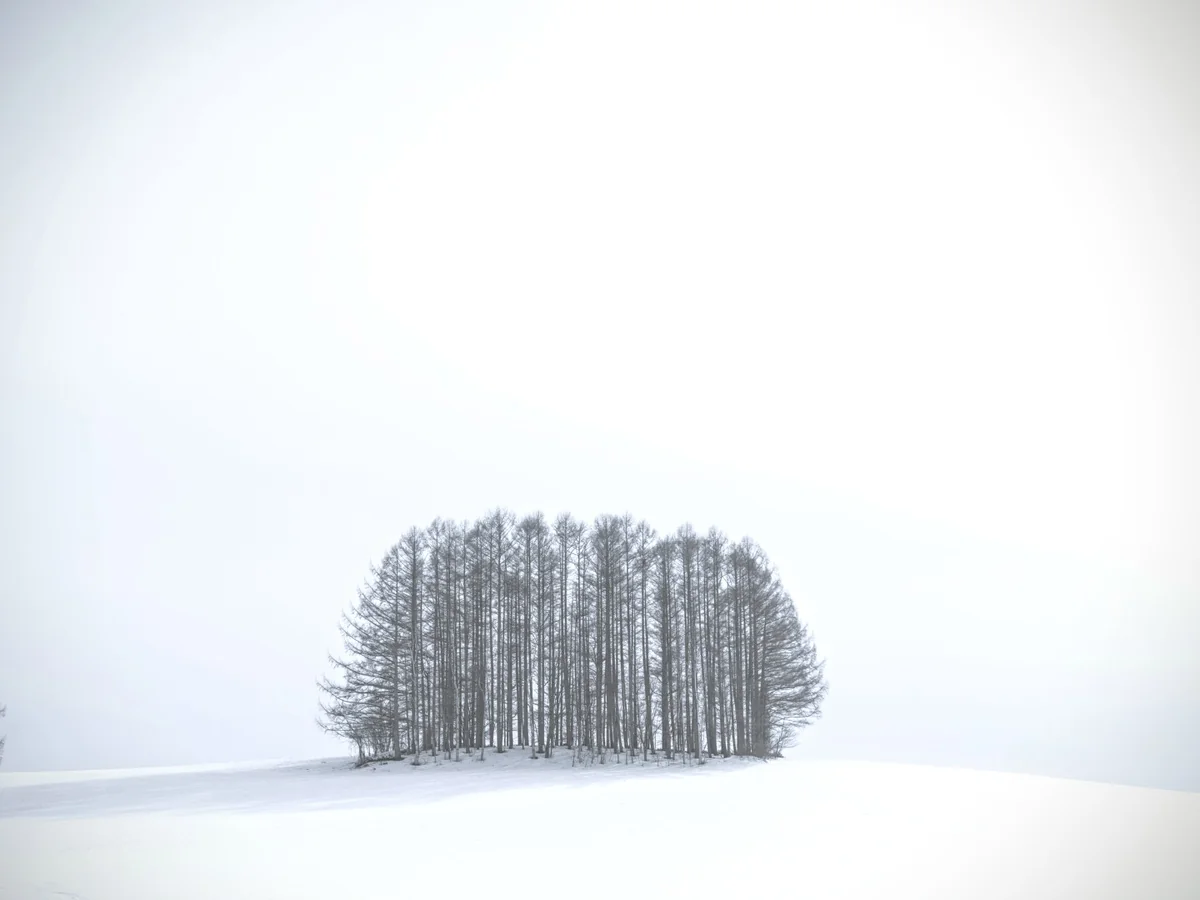 投稿写真：マイルドセブンの木