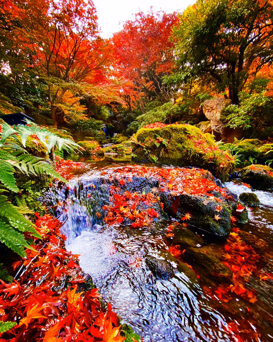 投稿写真：由志園の紅葉