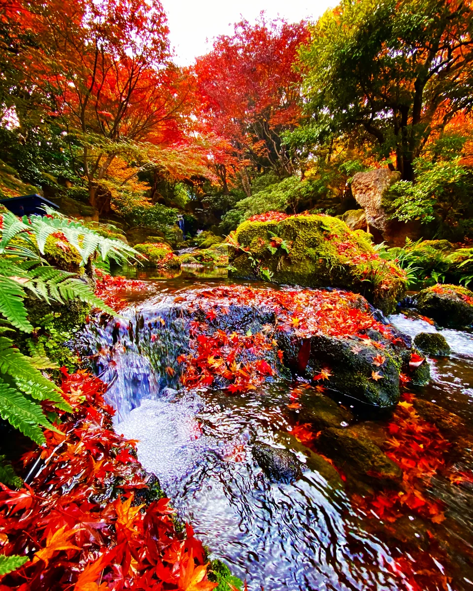 投稿写真：由志園の紅葉