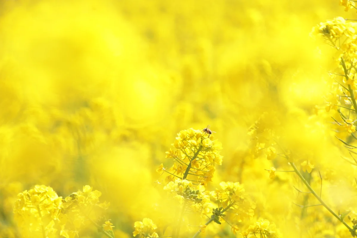 投稿写真：ミツバチハッチ