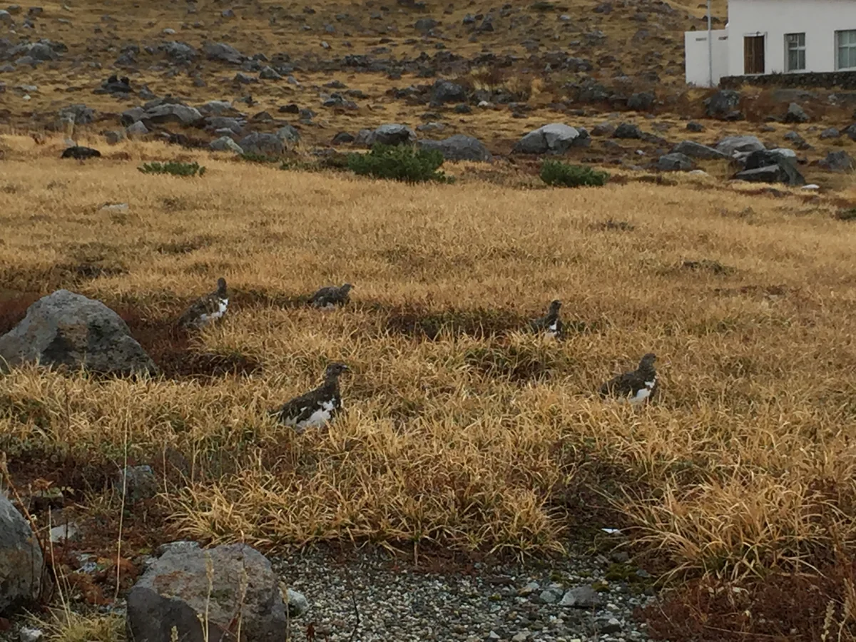 投稿写真：雷鳥のお散歩