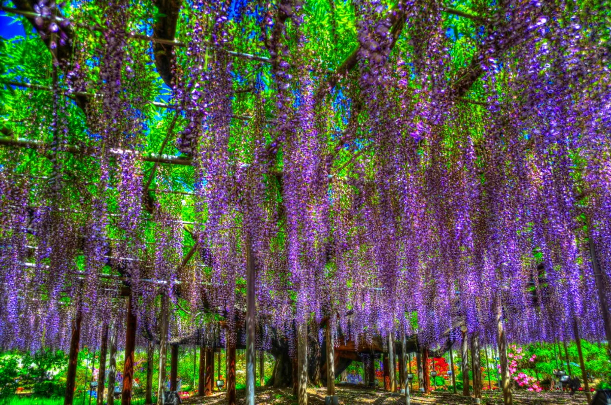 投稿写真：紫陽風采