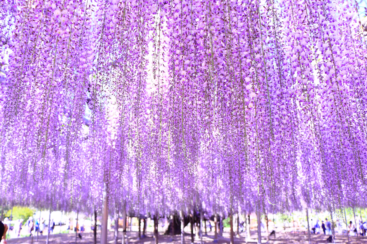 投稿写真：藤棚