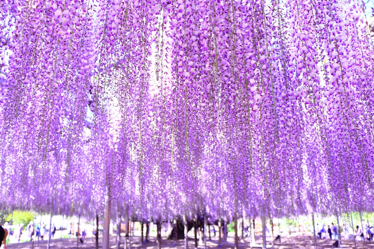 投稿写真：藤棚