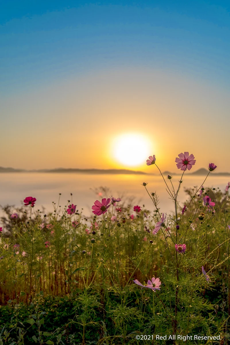 投稿写真：雲海とコスモス