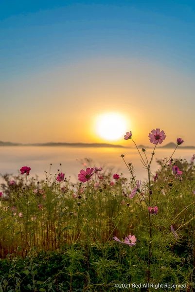 投稿：雲海とコスモス