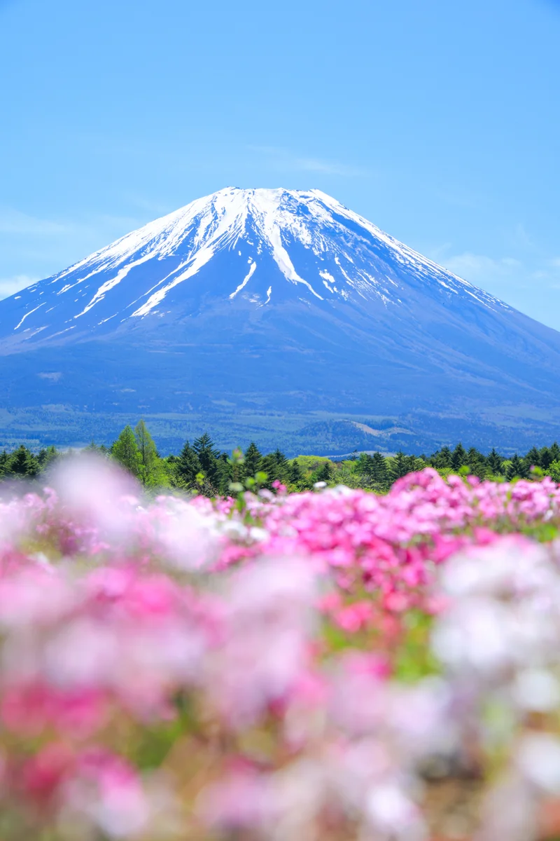 投稿写真：山梨 芝桜祭りの富士山