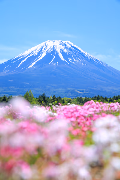 投稿：山梨 芝桜祭りの富士山