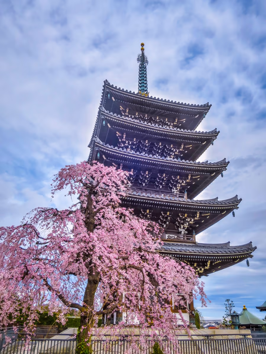 投稿写真：五重塔とシダレザクラ