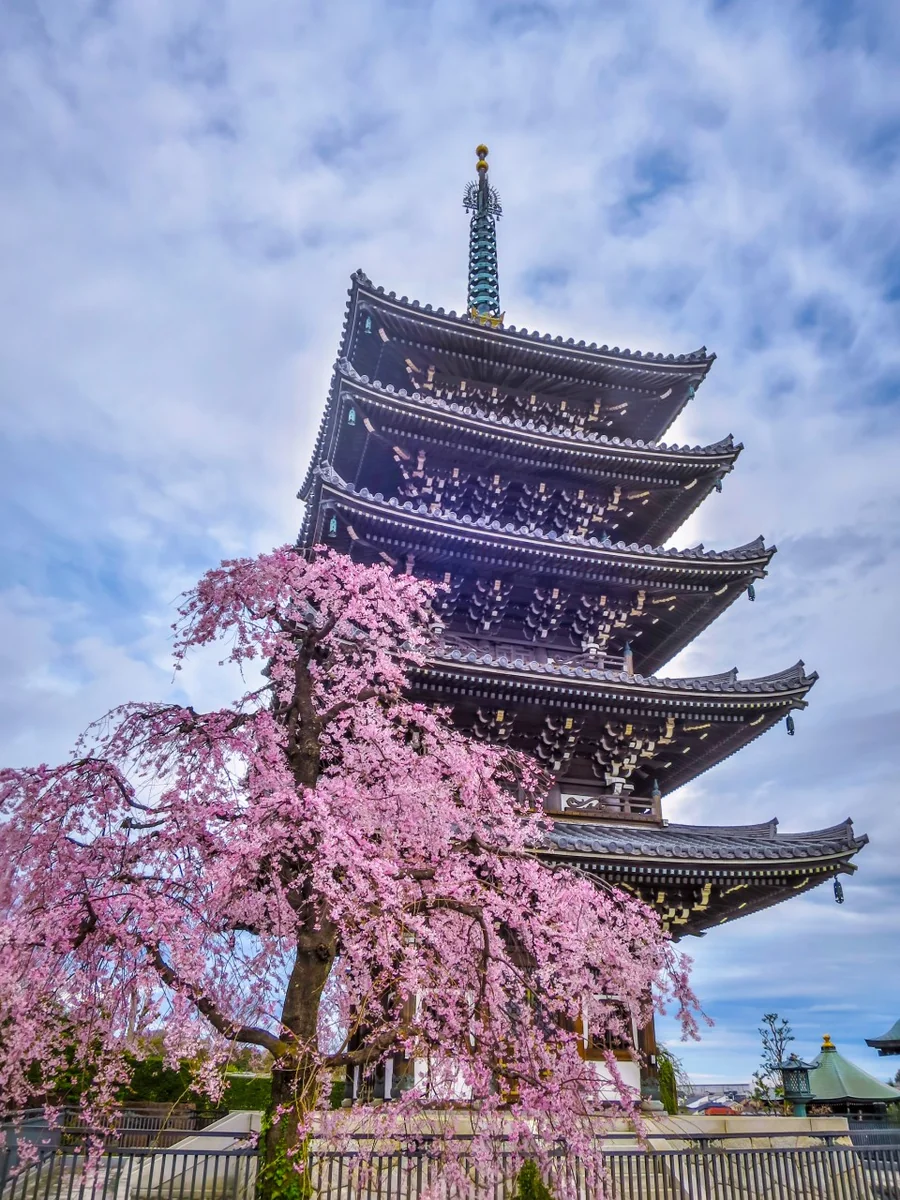 投稿写真：五重塔とシダレザクラ
