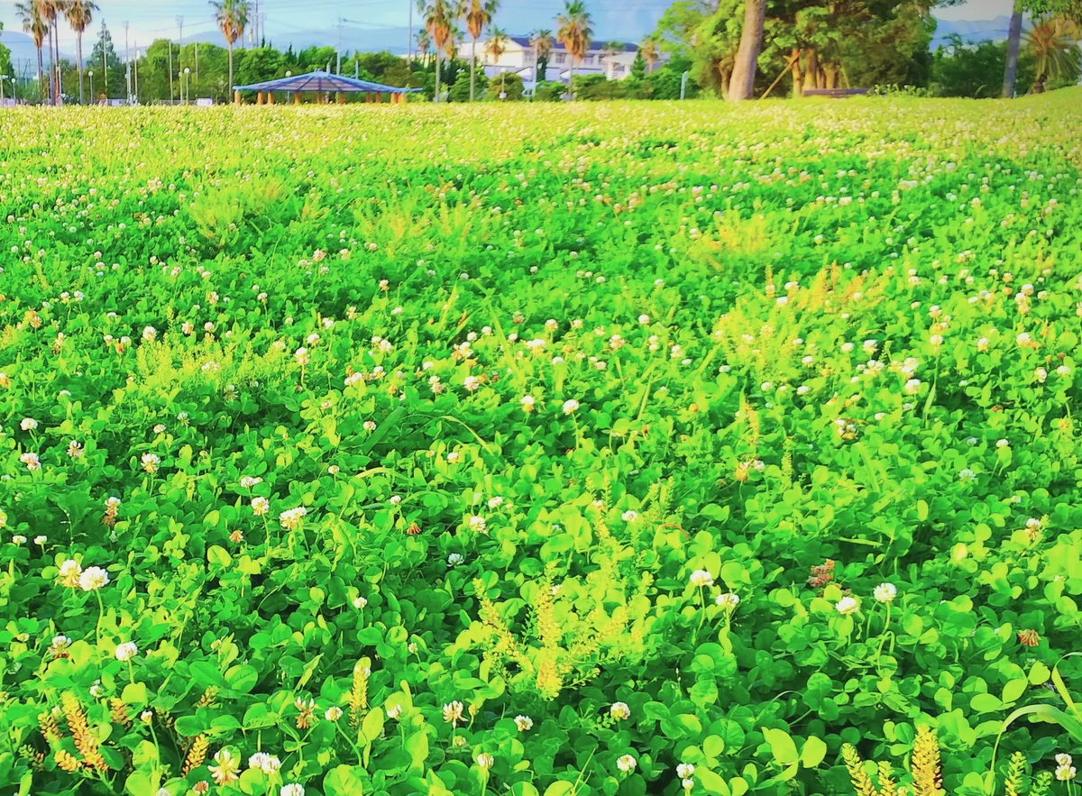 投稿写真：クローバーの緑の絨毯🍀