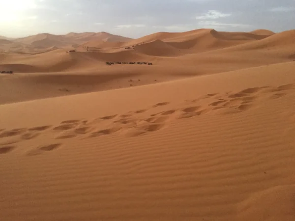 投稿：サハラ砂漠