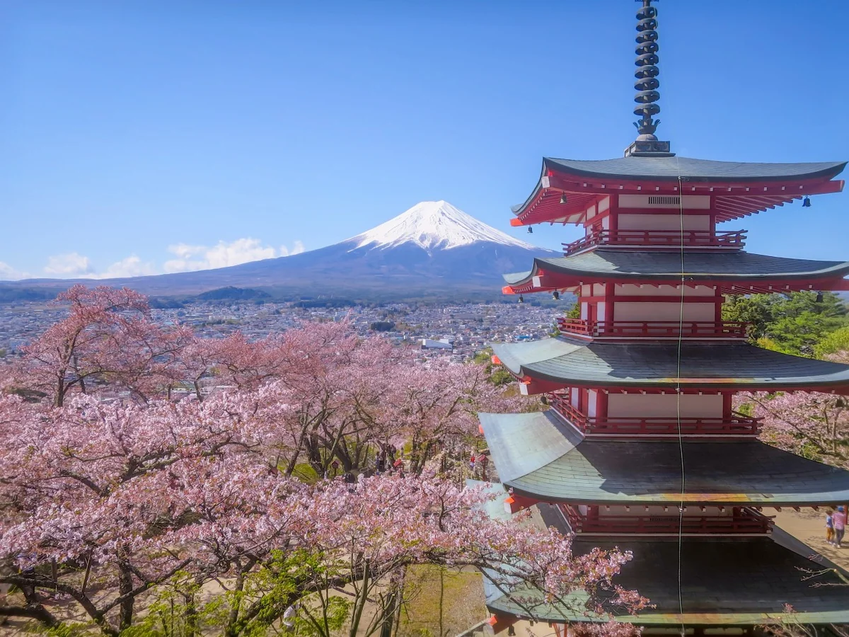 投稿写真：桜と五重塔と富士山