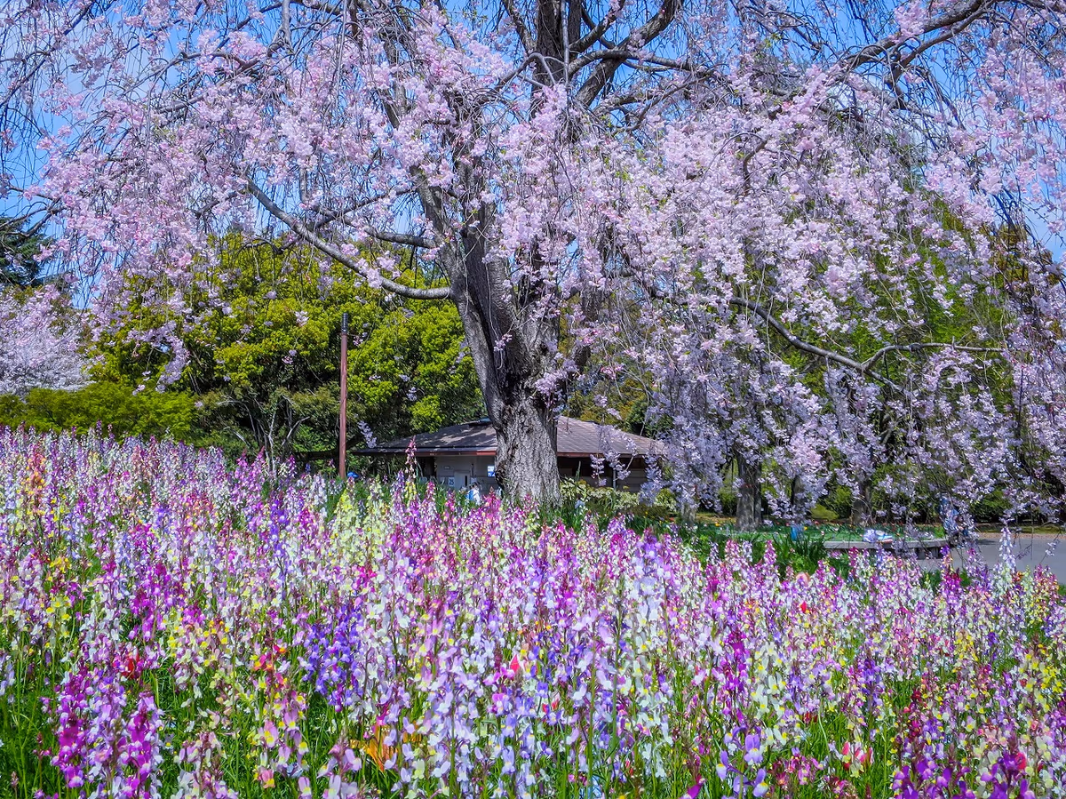 投稿写真：Flower Festival 2026~桜とリナリア