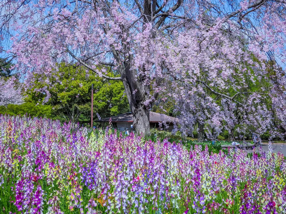 投稿写真：Flower Festival 2026~桜とリナリア