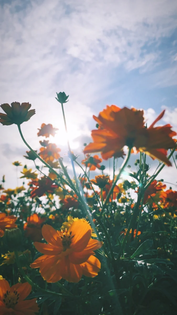 投稿写真：コスモス