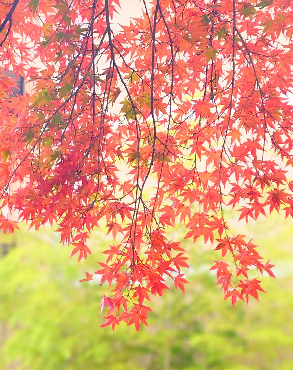 投稿写真：箱根の紅葉