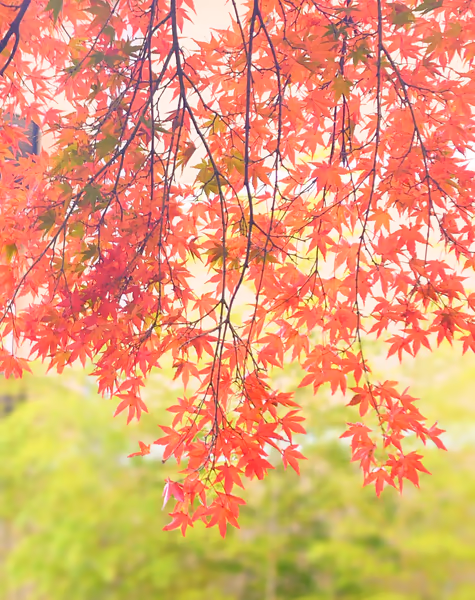 投稿：箱根の紅葉