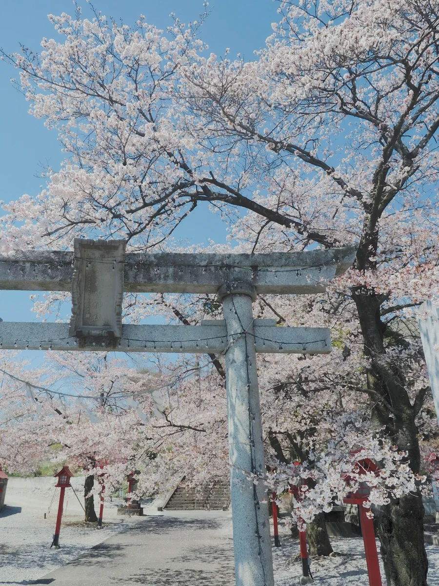 投稿写真：賀茂別雷神社の桜