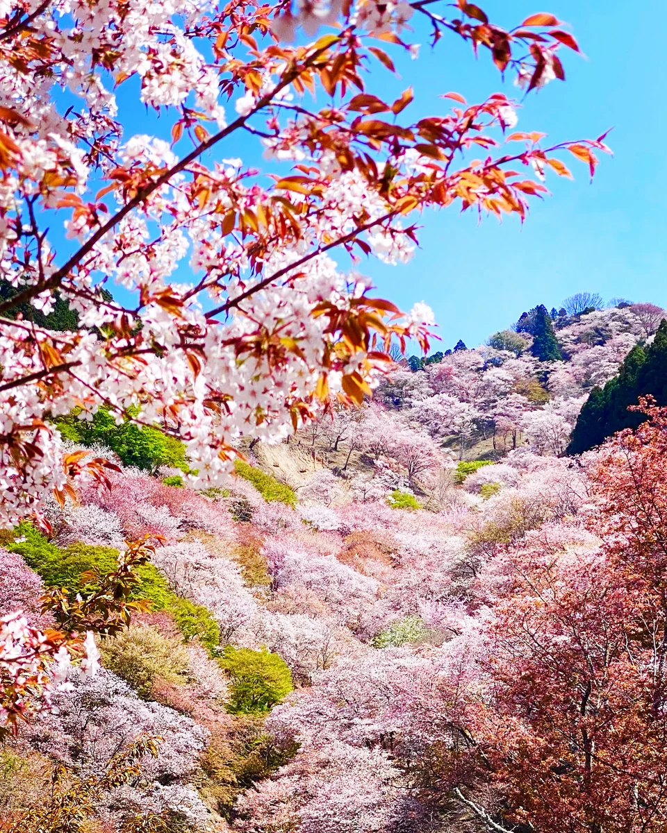 投稿写真：吉野山 上千本 滝桜