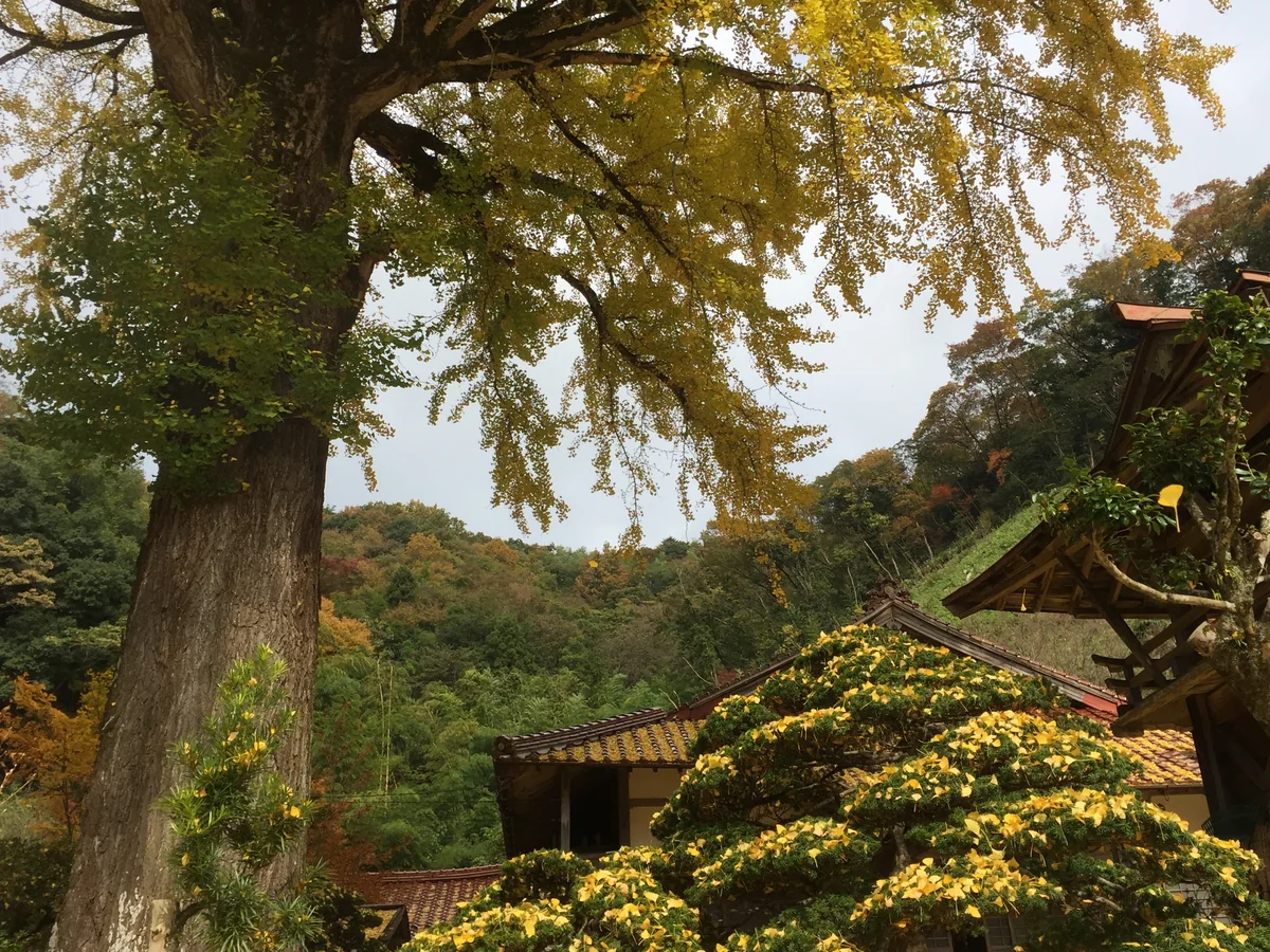 投稿写真：明泉寺　イチョウ
