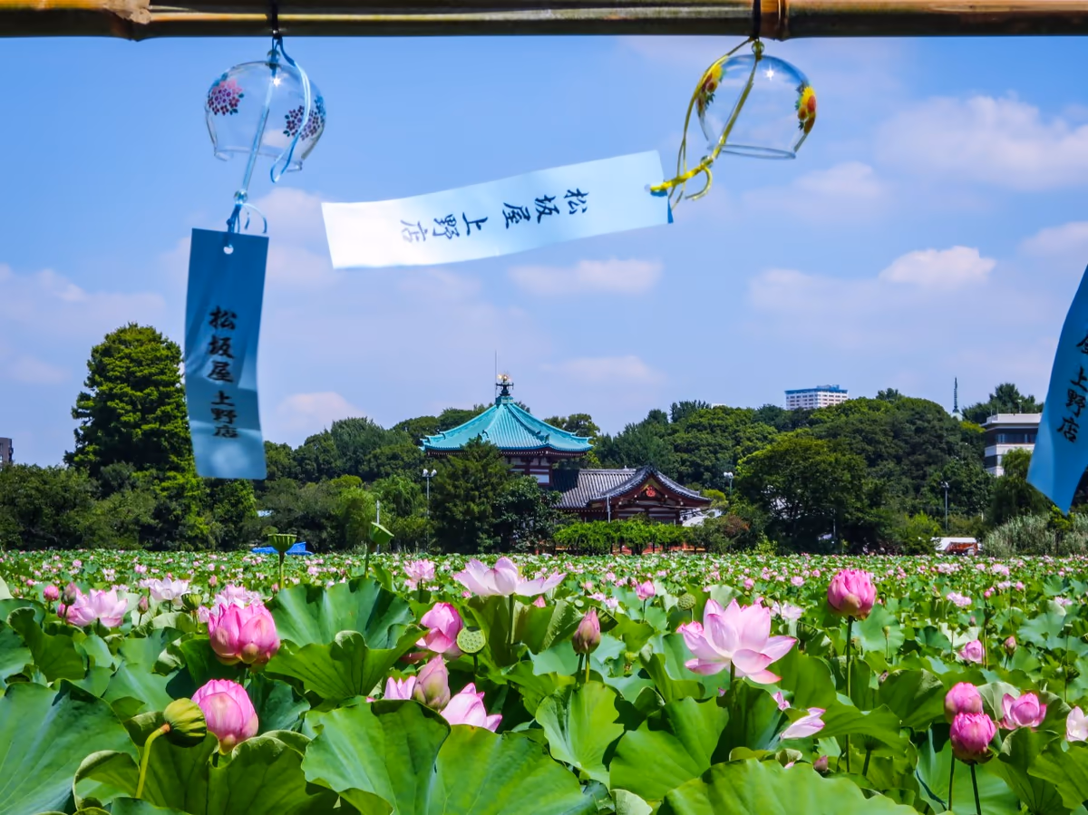 投稿写真：風鈴とハスの花