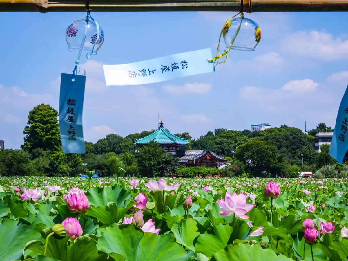 投稿写真：風鈴とハスの花