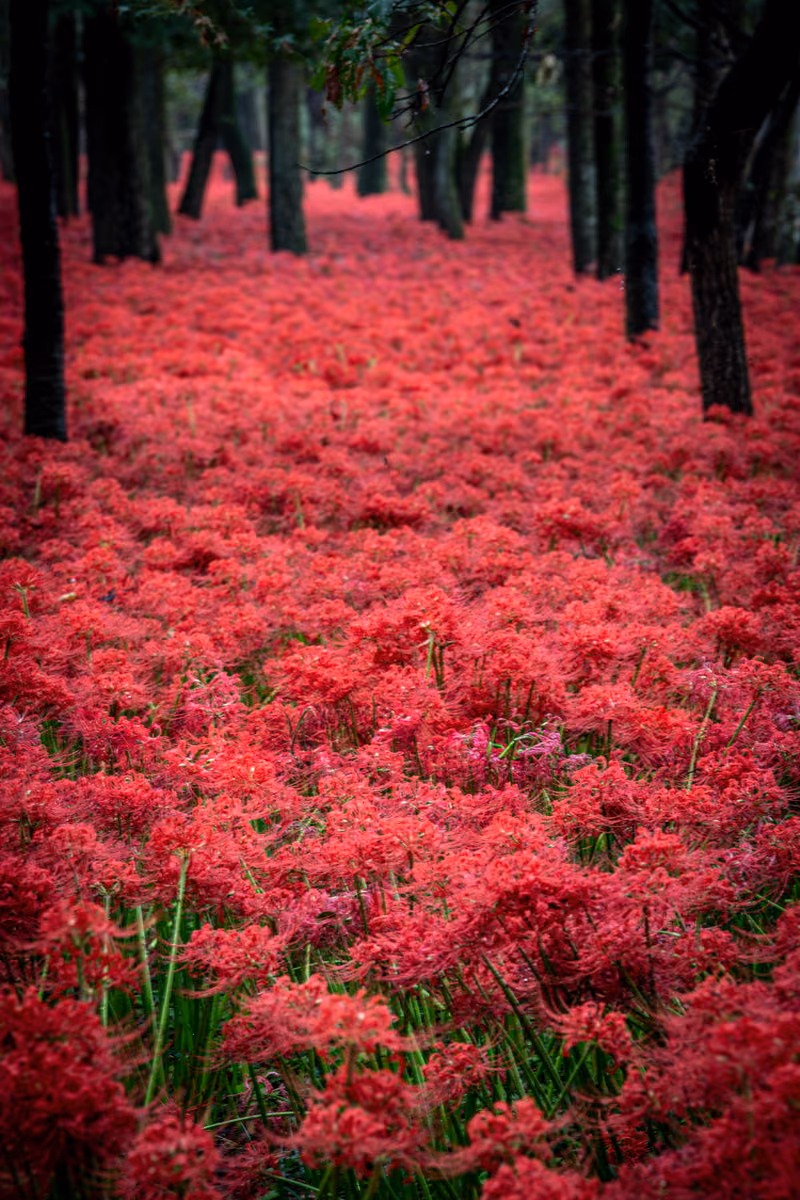 投稿写真：紅く染まる
