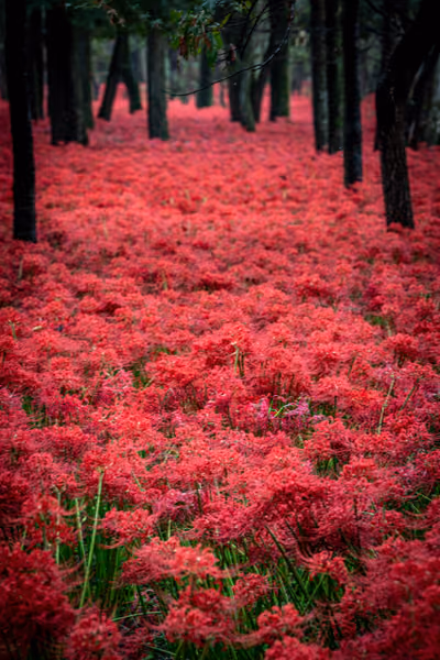 投稿：紅く染まる