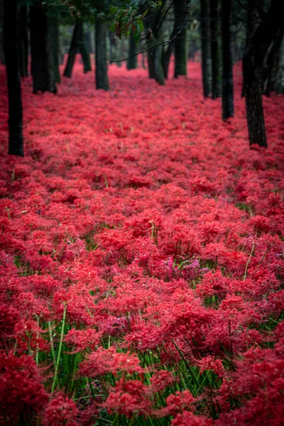 投稿：紅く染まる