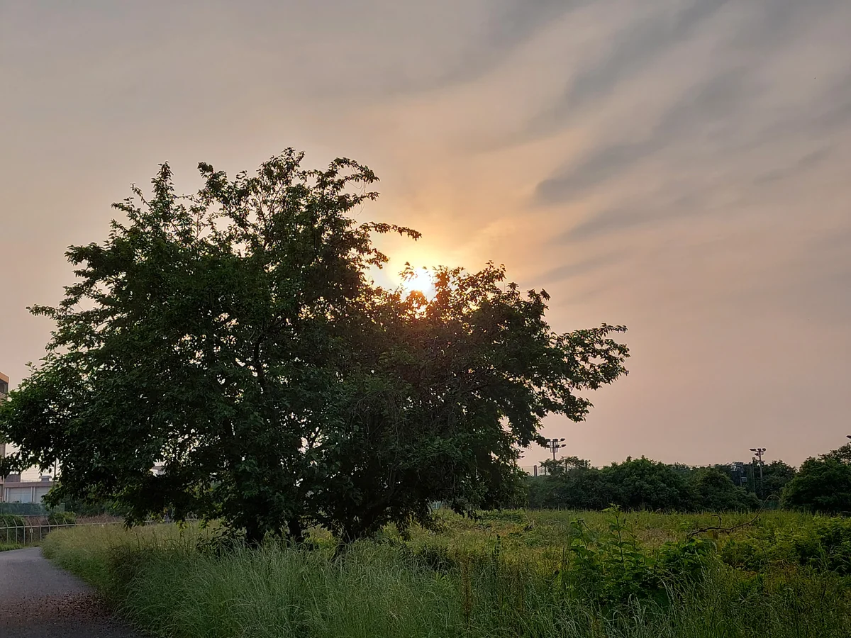 投稿写真：桑の木