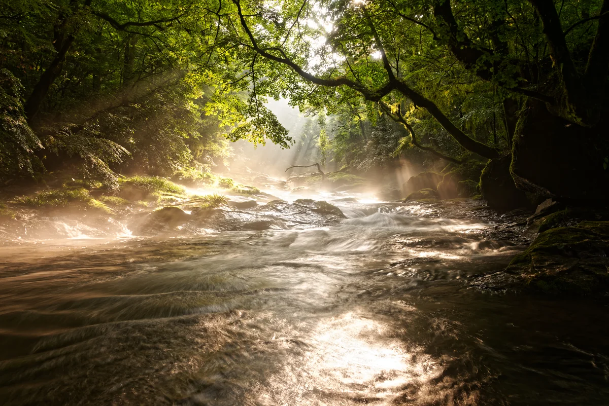 投稿写真：カワガラスの里