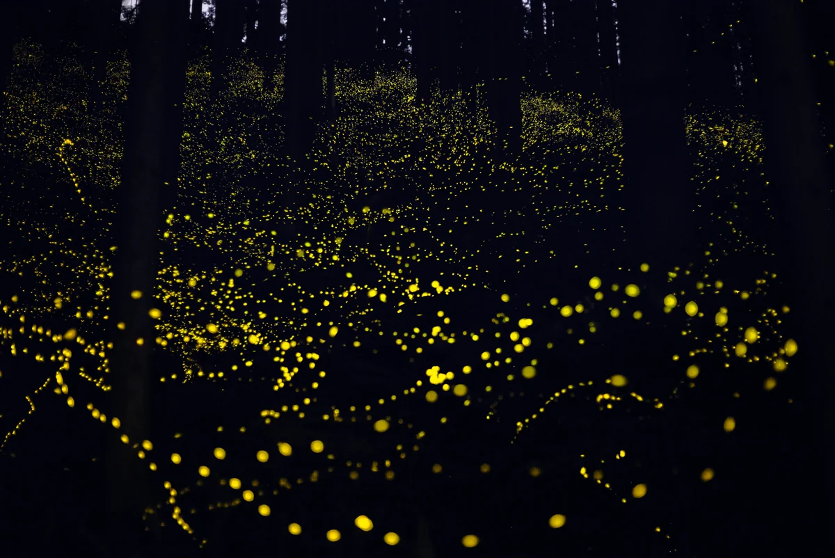 投稿写真：黄金郷