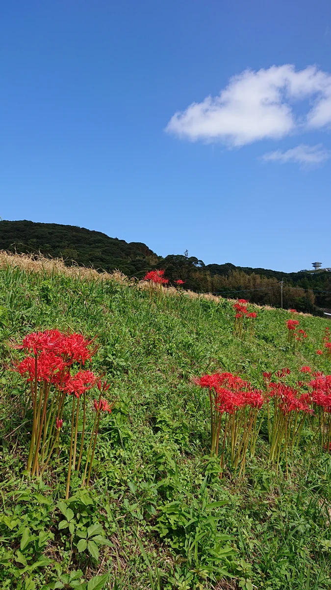 投稿写真：壱岐 一支国博物館