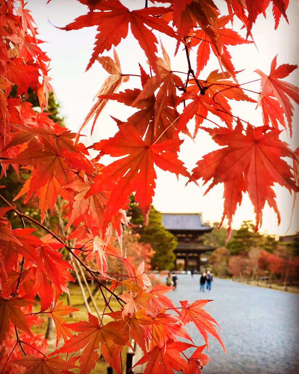 投稿写真：仁和寺の秋🍁紅葉とニ王門