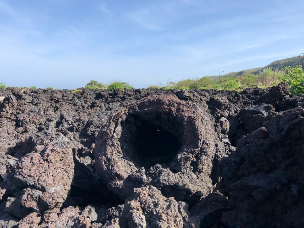 投稿写真：溶岩樹形