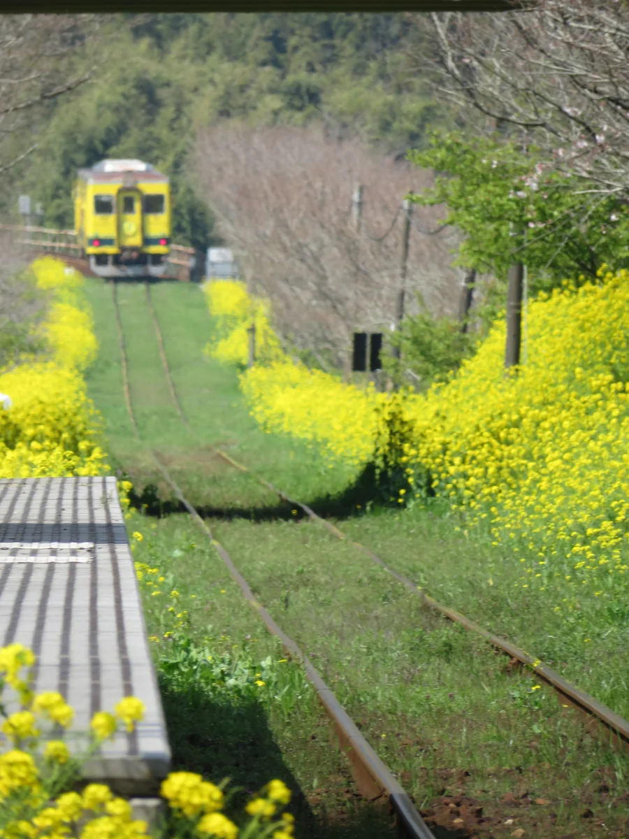 投稿写真：『菜の花レールを通過します』／城見ヶ丘駅付近