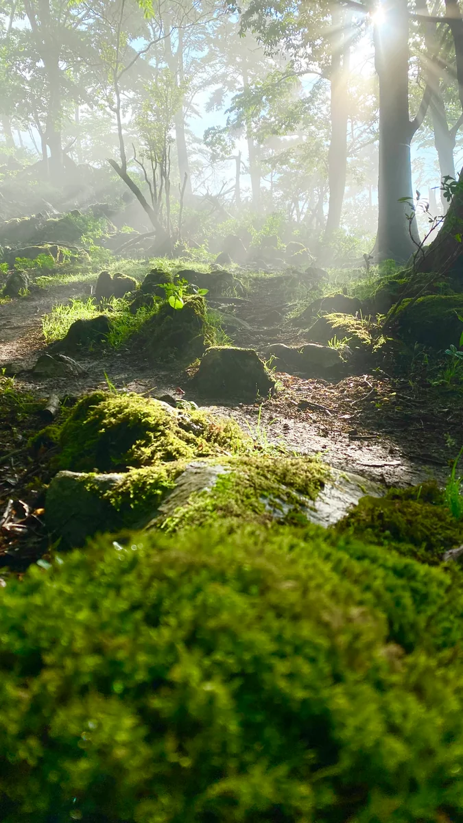 投稿写真：苔むす森の幽玄な世界