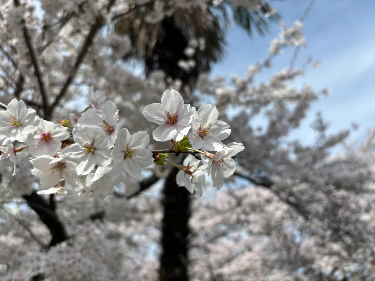 投稿写真：高田千本桜