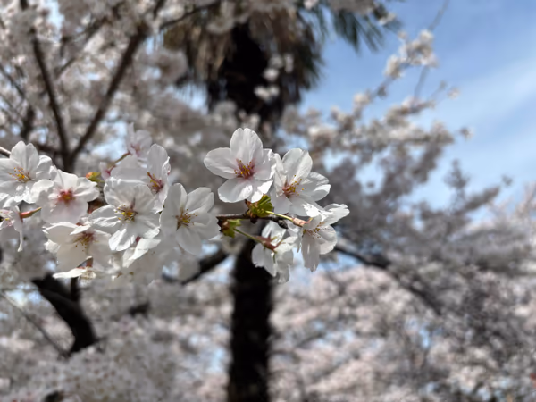 投稿：高田千本桜