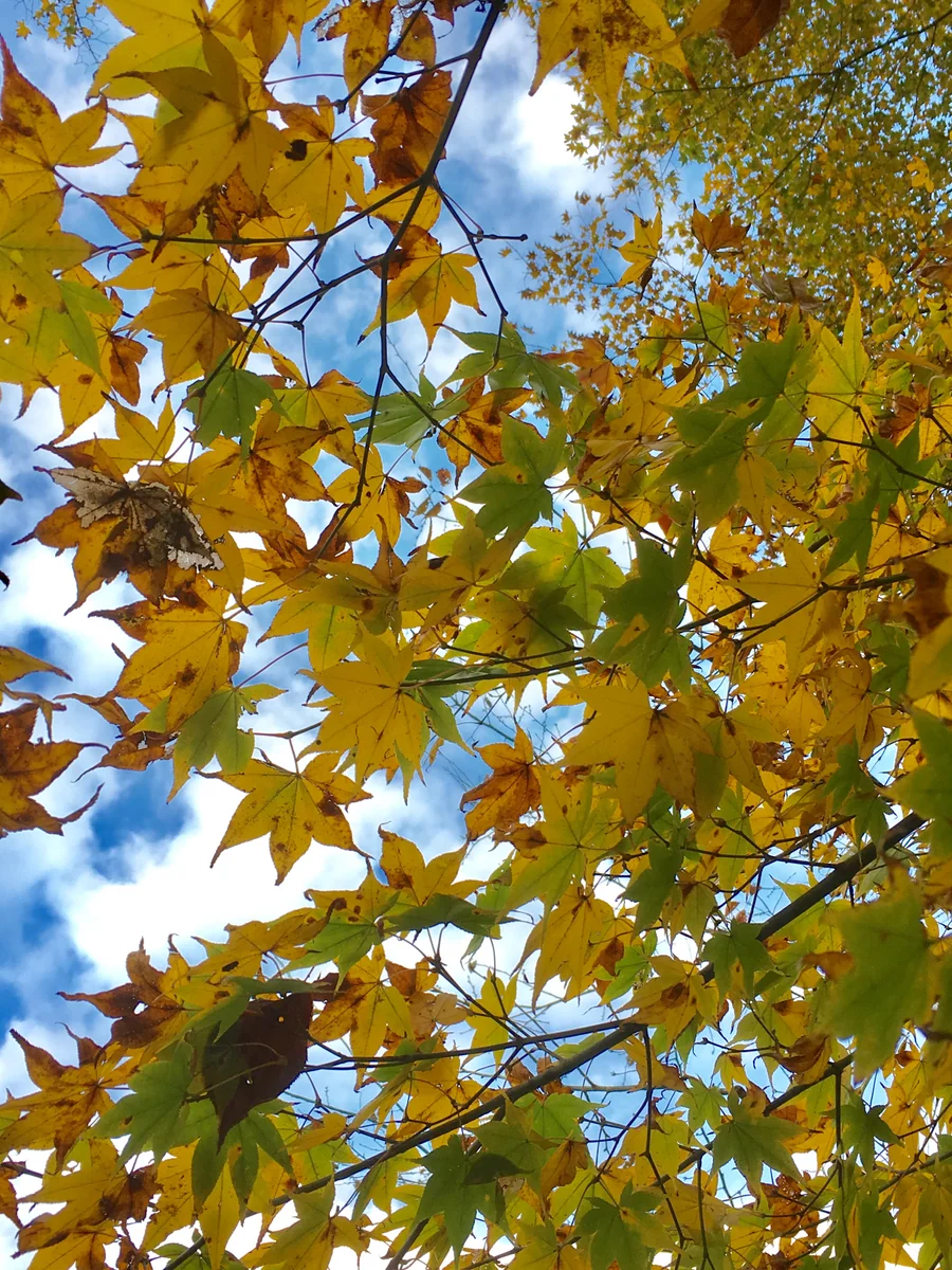 投稿写真：大原三千院